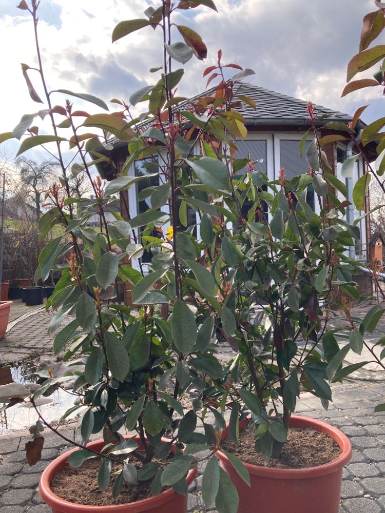 Photinia fraseri 'Red Robin' Glanzmispel 'Red Robin'
