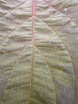 Cornus alba 'Nightfall'  -R- Pazifischer Hartriegel 'Nightfall'  -R-