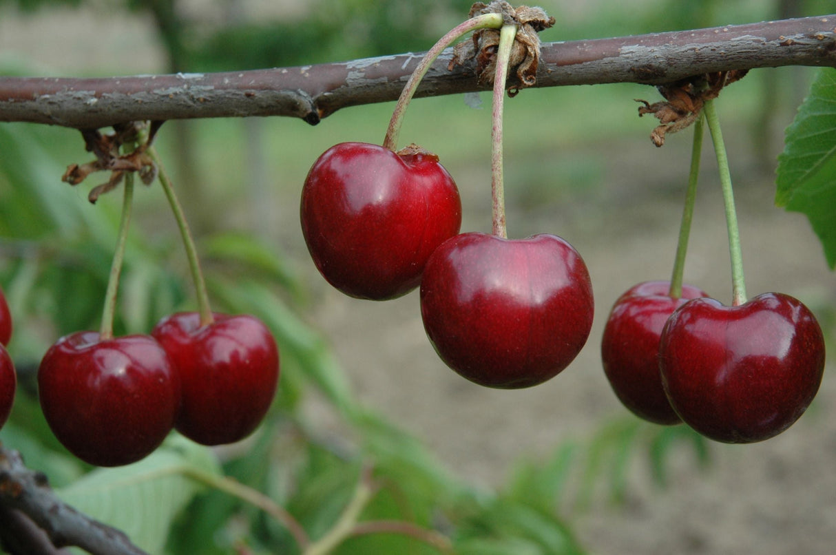 Prunus av.'Stella'                     CAC Süßkirsche 'Stella'                   6.KW