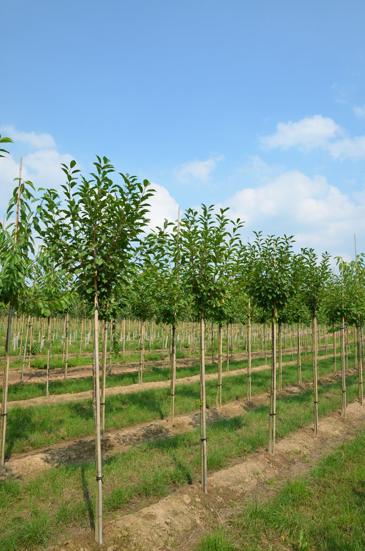 Prunus cer.'Heimanns Rubinweichs.'     CAC Sauerkirsche 'Heimanns Rubinweichsel'