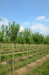 Prunus cer.'Heimanns Rubinweichs.'     CAC Sauerkirsche 'Heimanns Rubinweichsel'