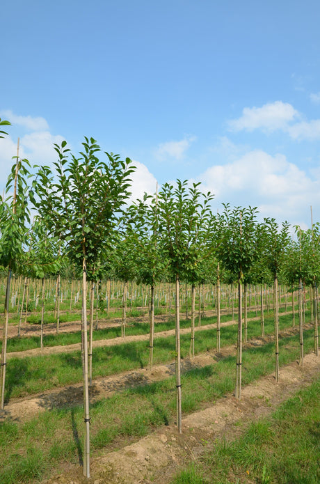 Prunus cer.'Heimanns Rubinweichs.'     CAC Sauerkirsche 'Heimanns Rubinweichsel'