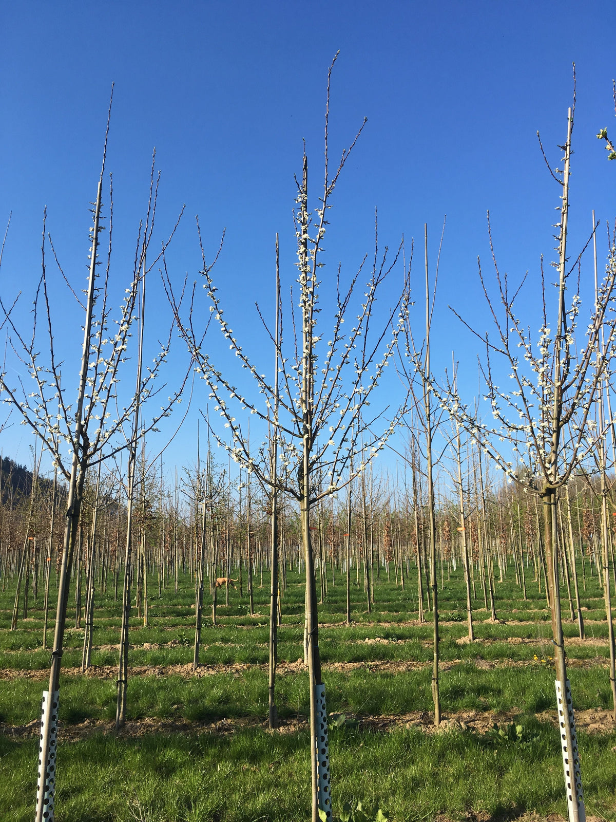 Prunus dom.'Tophit'  -S-               CAC Zwetsche 'Tophit'  -S-