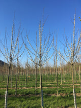 Prunus dom.'Tophit'  -S-               CAC Zwetsche 'Tophit'  -S-