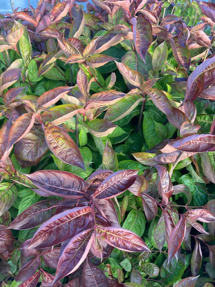 Weigela florida 'Wings of Fire' Weigelie 'Wings of Fire'