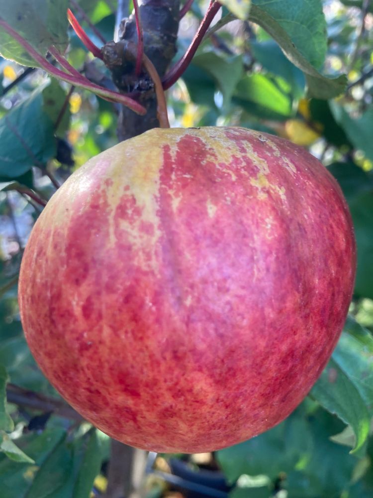Malus 'Schöner von Herrnhut'           CAC Apfel 'Schöner von Herrnhut'        mittel