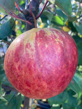 Malus 'Schöner von Herrnhut'           CAC Apfel 'Schöner von Herrnhut'        mittel