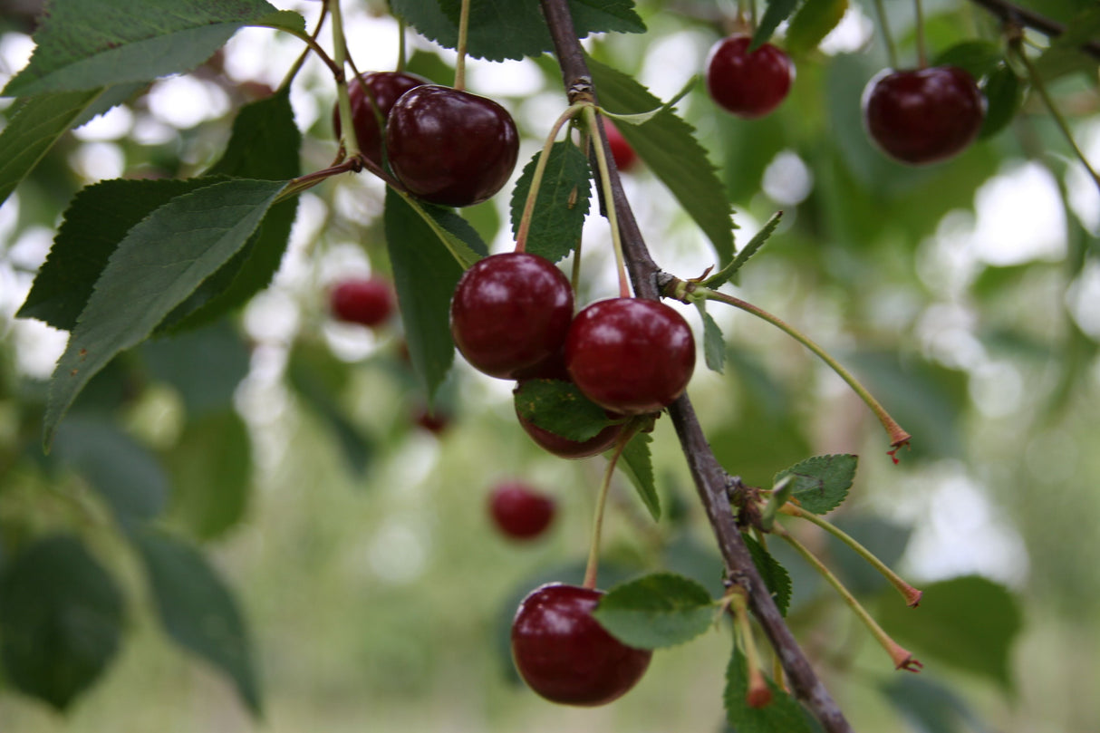 Prunus cer.'Safir'  -S-               CAC Sauerkirsche 'Safir'  -S-            6.KW