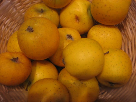 Malus 'Ananasrenette'                  CAC Apfel 'Ananasrenette'               mittel