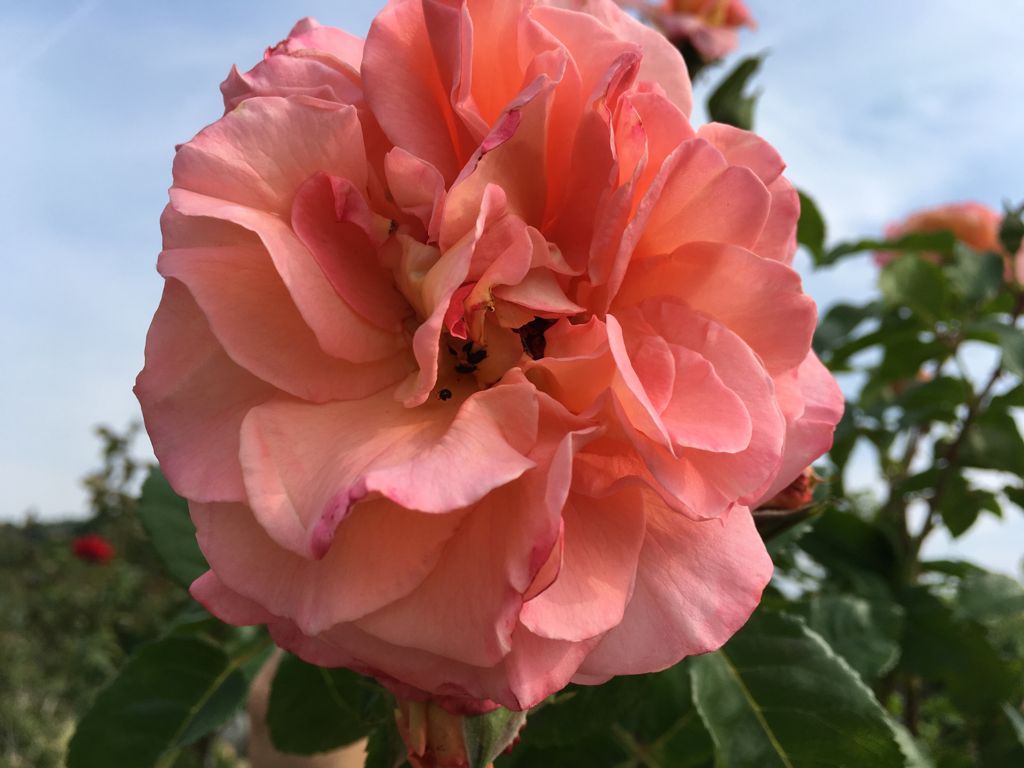 Rosa 'Augusta Luise'  -R-               TH VI Edelrose 'Augusta Luise'  -R-