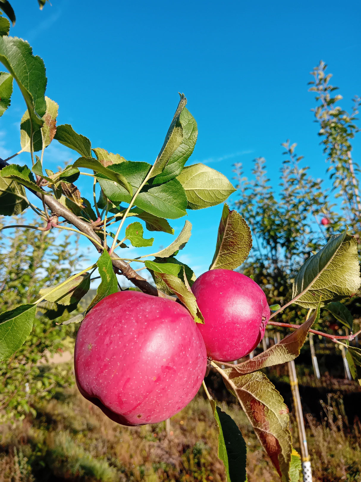 Malus 'Berner Rosenapfel'              CAC Apfel 'Berner Rosenapfel'           mittel