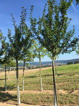 Prunus dom.'Haganta'  -S-              CAC Riesenzwetsche 'Haganta'  -S-