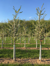 Prunus syr.'Von Nancy'                 CAC Mirabelle 'Von Nancy'