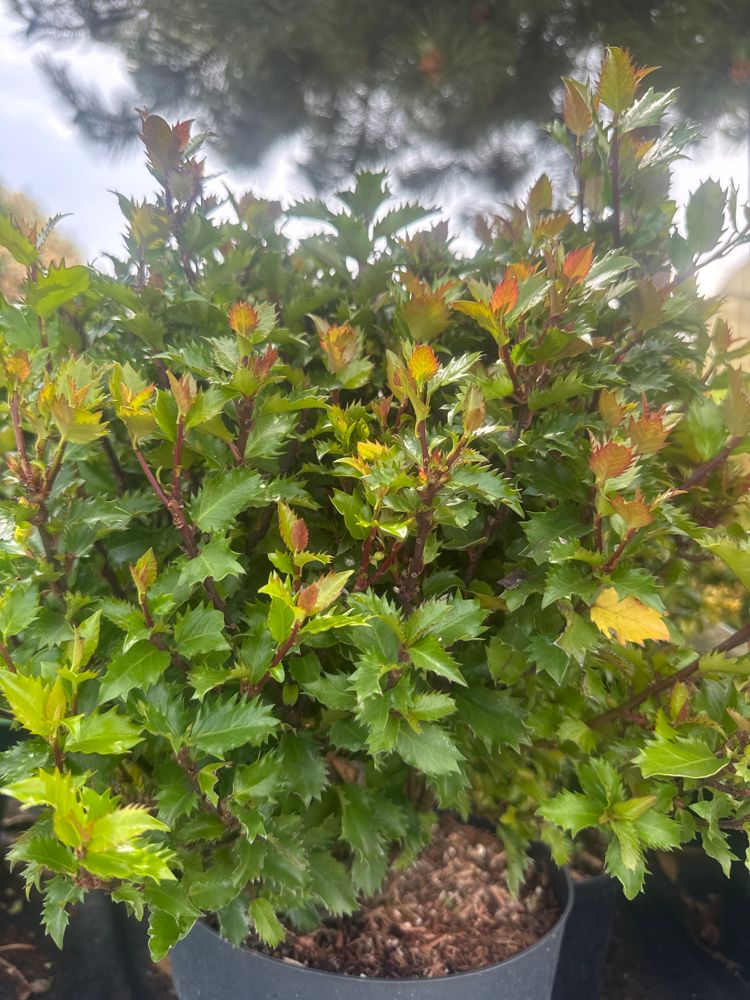 Ilex meserveae 'Magical Little Rascal' Stechpalme 'Magical Little Rascal'