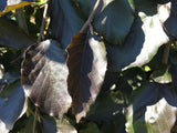 Fagus sylvatica 'Purpurea Pendula' Schwarzrote Hängebuche