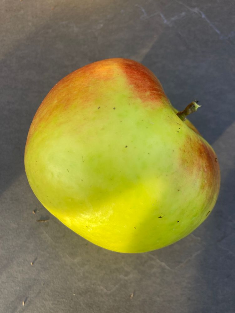 Malus 'Boskoop'                        CAC Apfel 'Boskoop'                       spät