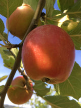 Malus 'Holsteiner Cox'                 CAC Apfel 'Holsteiner Cox'              mittel
