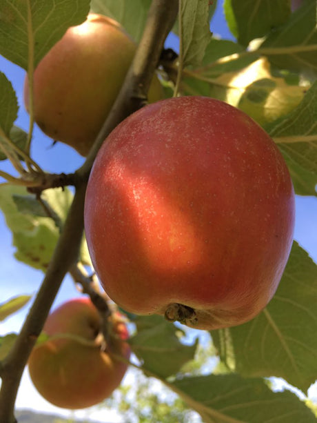 Malus 'Holsteiner Cox'                 CAC Apfel 'Holsteiner Cox'              mittel