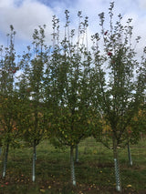 Malus 'Ontario'                        CAC Apfel 'Ontario'                       spät