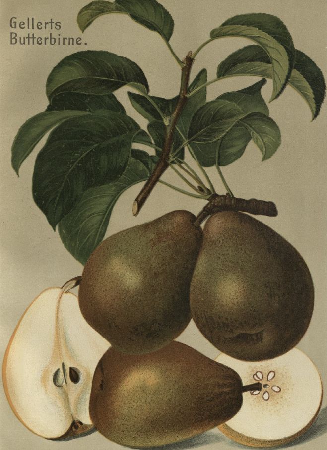 Pyrus com.'Gellerts Butterbirne'       CAC Birne 'Gellerts Butterbirne'        mittel