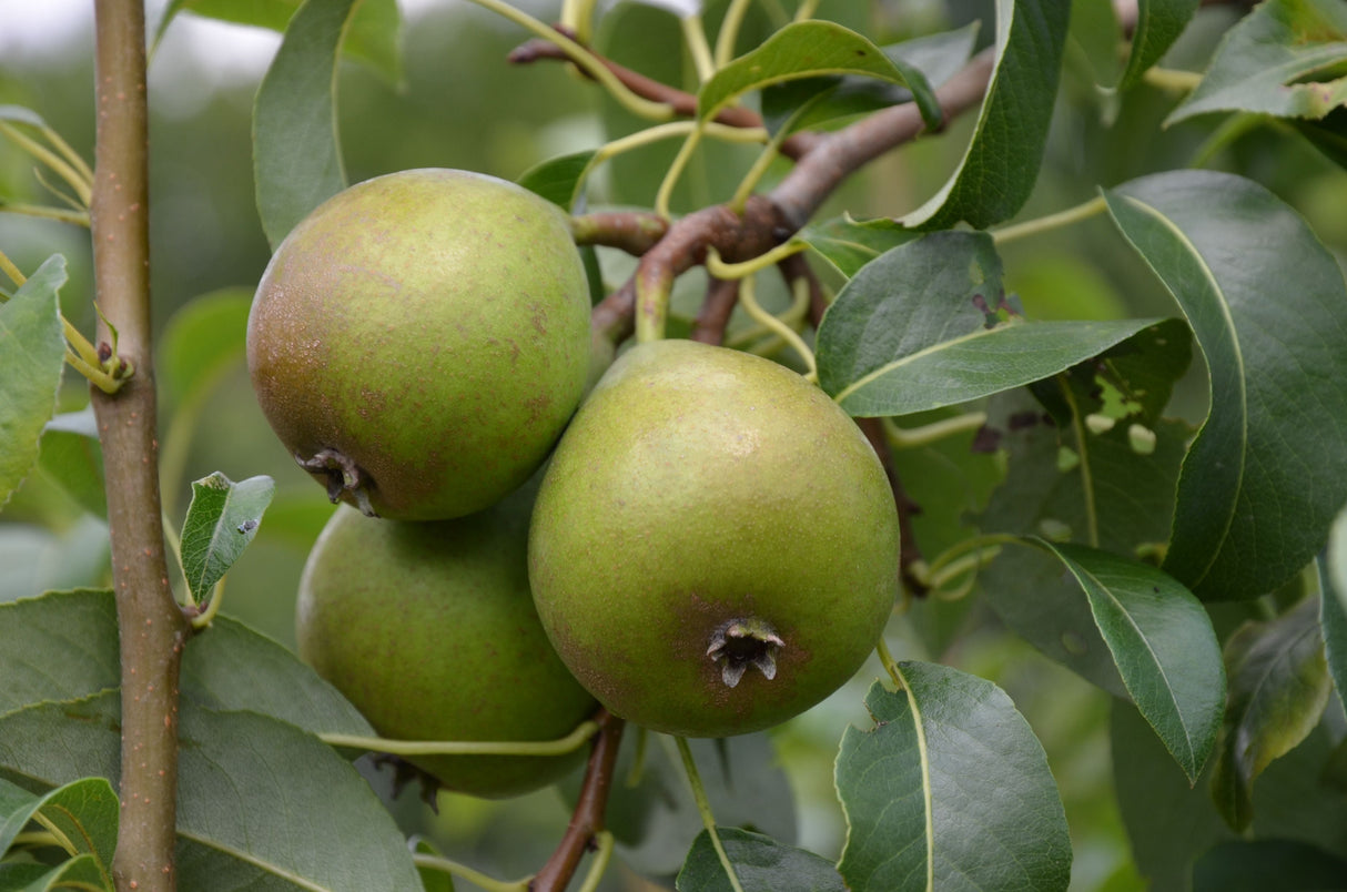 Pyrus com.'Madame Verte'               CAC Birne 'Madame Verte'                  spät