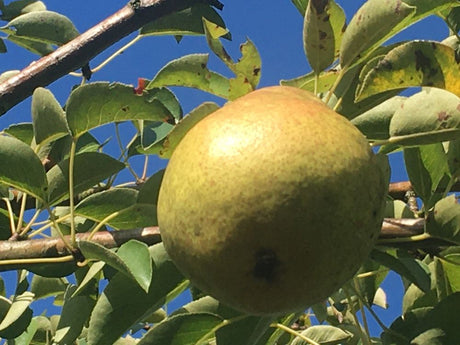 Pyrus com.'Williams Christbirne'       CAC Birne 'Williams Christbirne'