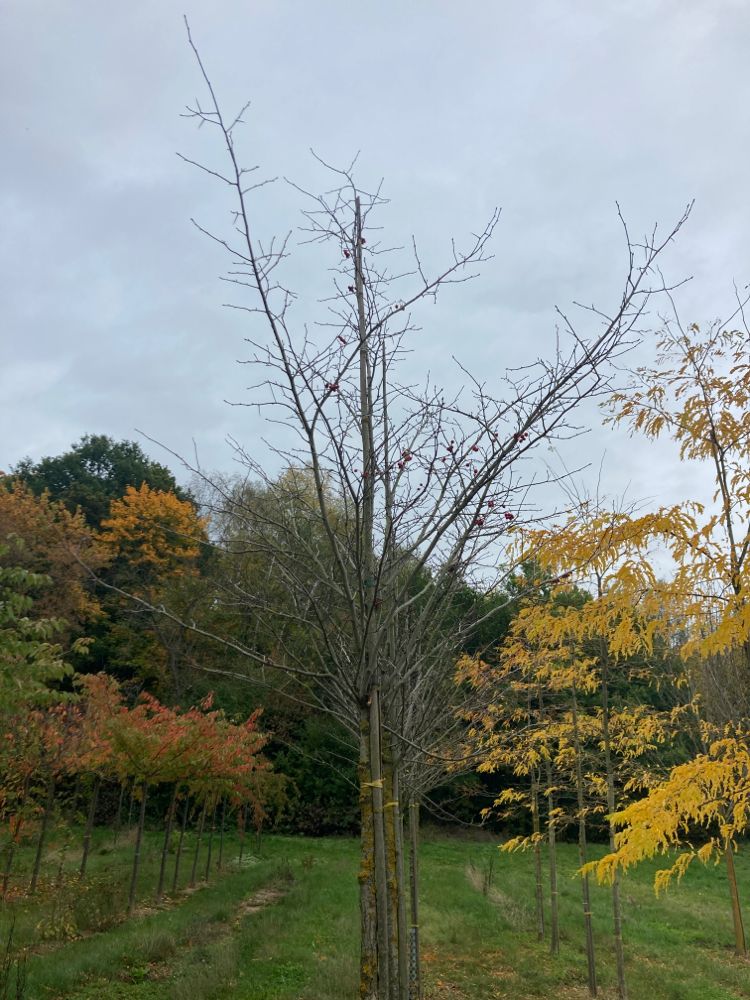 Crataegus persimilis 'Splendens' Pflaumenblättriger Weißdorn 'Splendens'