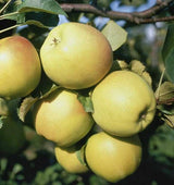 Malus 'Resista'  -S-                   CAC Apfel 'Resista'  -S-