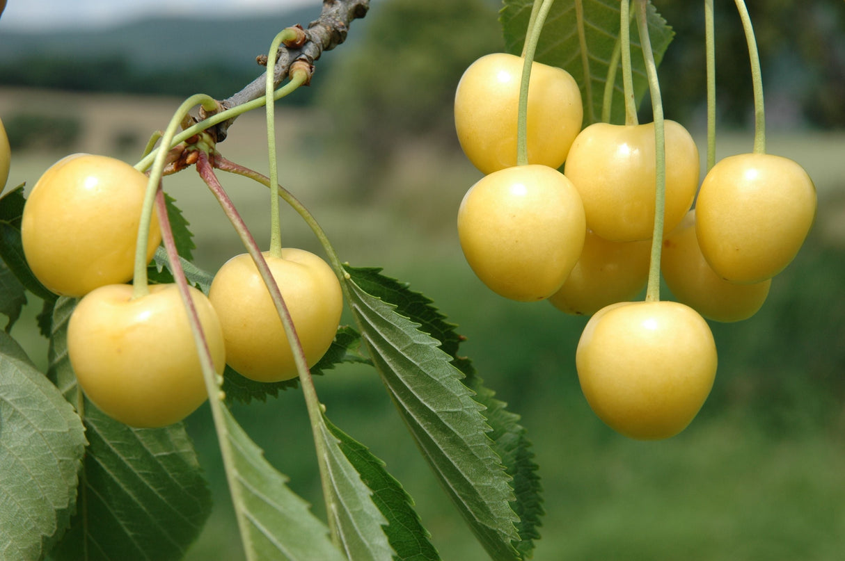 Prunus av.'Döniss.Gelbe Knorpelk.'     CAC Süßkirsche 'Dönissens Gelbe Knorpel'  6.KW