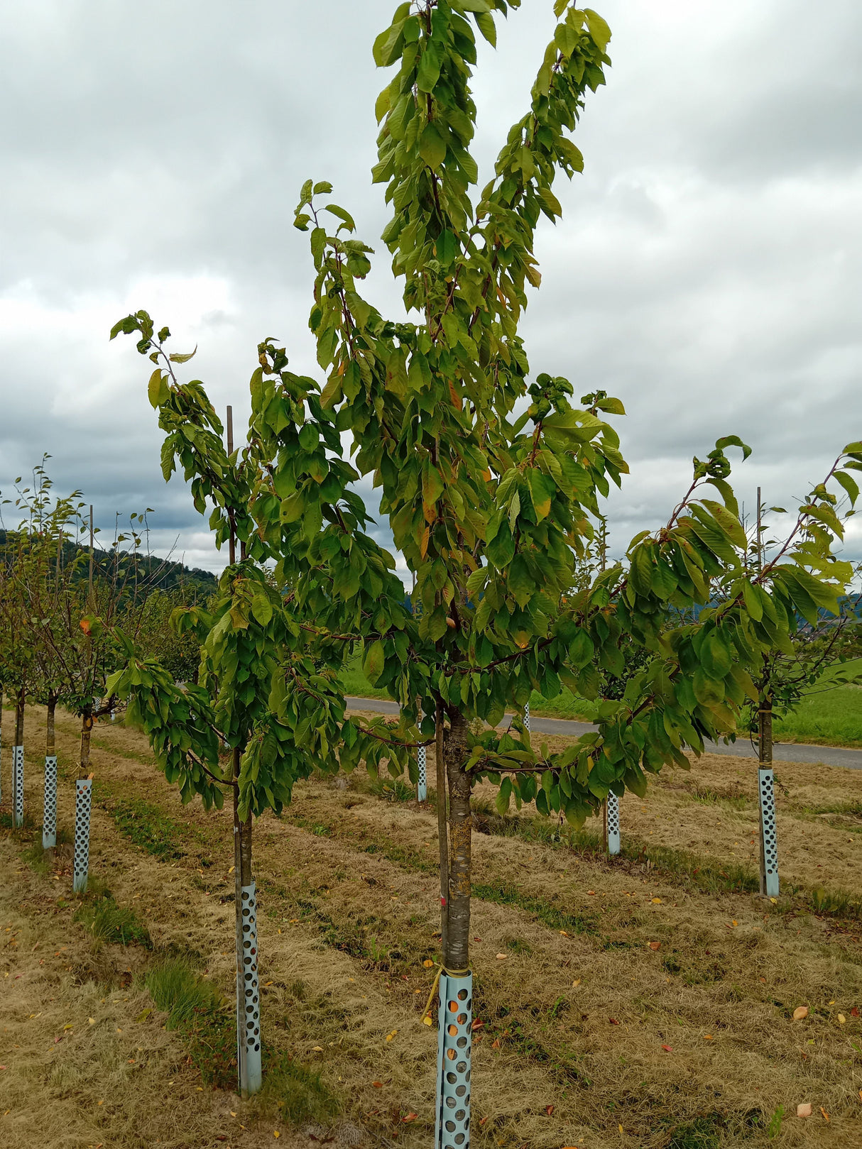 Prunus av.'Große Schwarze Knorpelk.'   CAC Süßkirsche 'Große Schw.Knorpelkirsche'6.KW