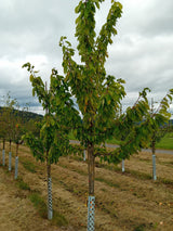 Prunus av.'Große Schwarze Knorpelk.'   CAC Süßkirsche 'Große Schw.Knorpelkirsche'6.KW