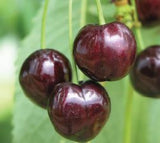 Prunus av.'Kassins Fr. Herzkirsche'    CAC Süßkirsche 'Kassins Frühe Herzkirsche'2.KW