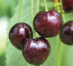 Prunus av.'Kassins Fr. Herzkirsche'    CAC Süßkirsche 'Kassins Frühe Herzkirsche'2.KW