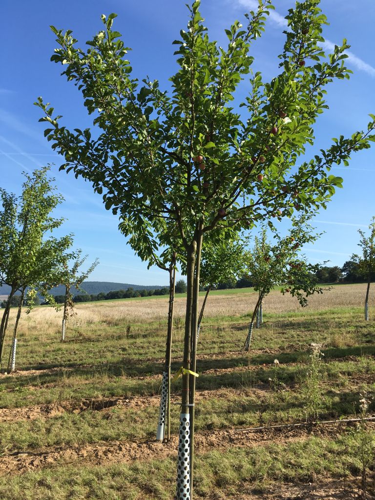 Prunus ital.'Graf Althans Renekl.'     CAC Reneklode 'Graf Althans Reneklode'  mittel