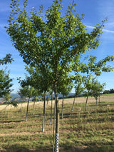 Prunus ital.'Große Grüne Renekl.'      CAC Reneklode 'Große Grüne Reneklode'   mittel