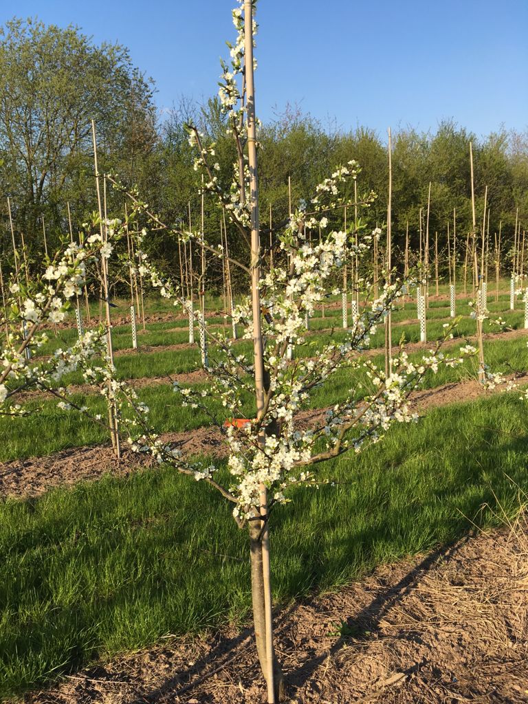 Prunus syr.'Von Nancy'                 CAC Mirabelle 'Von Nancy'