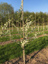 Prunus syr.'Von Nancy'                 CAC Mirabelle 'Von Nancy'