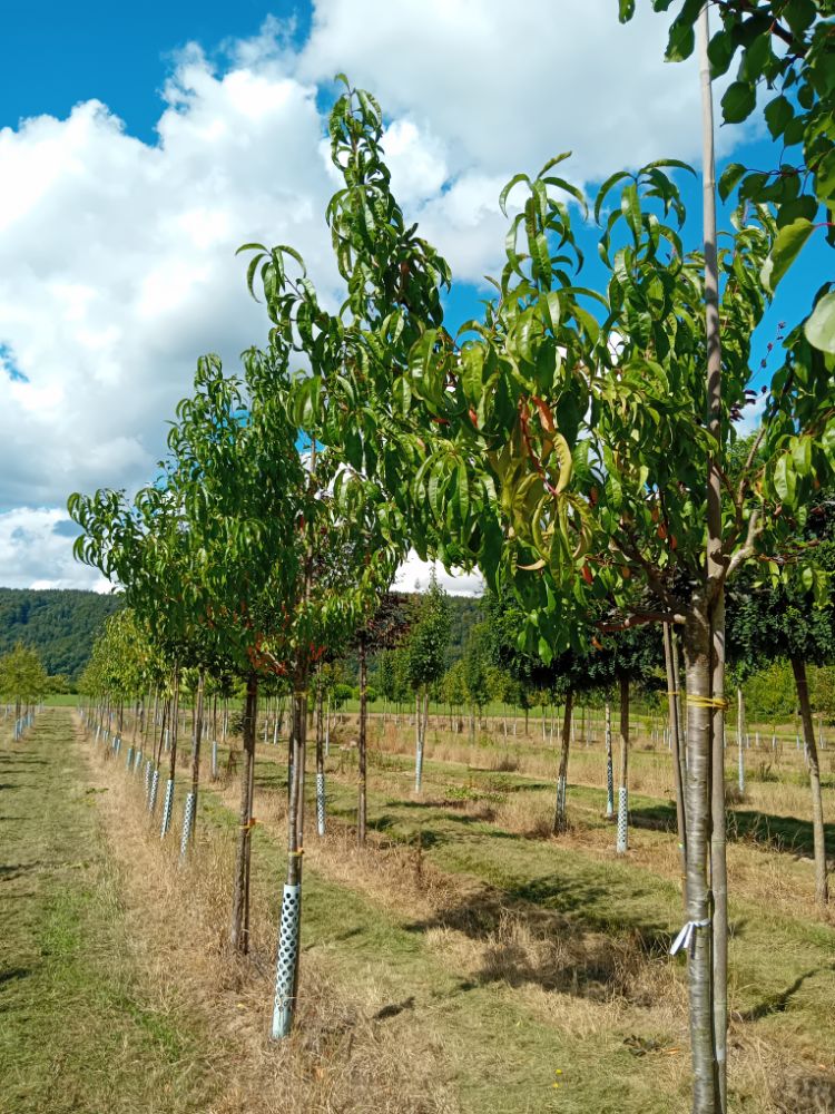 Prunus persica 'Madame Rogniat'        CAC Pfirsich 'Madame Rogniat'