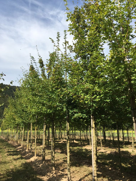 Acer campestre Feldahorn