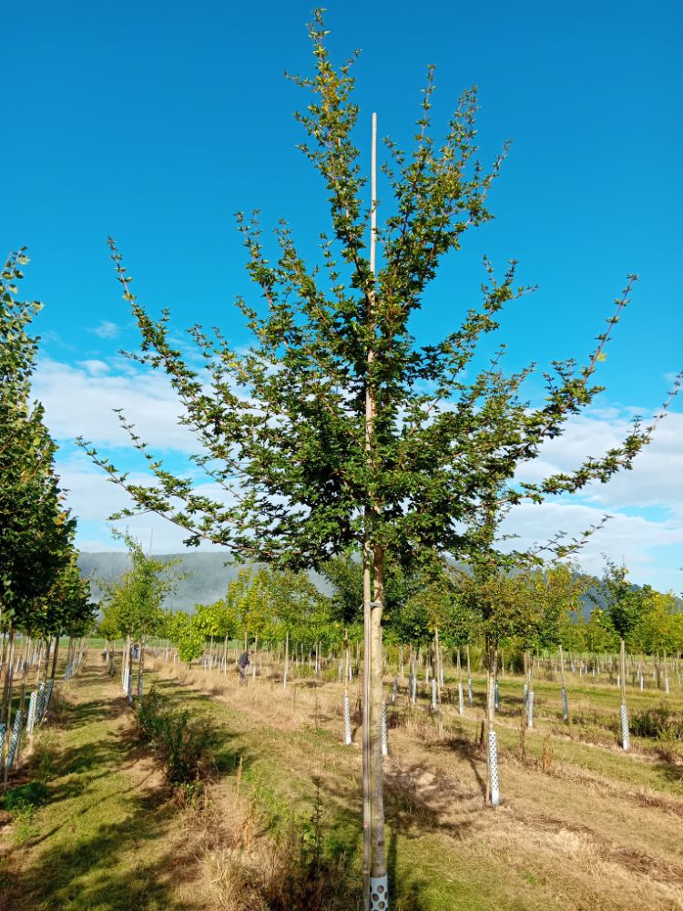 Acer campestre Feldahorn