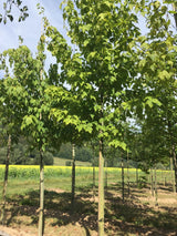 Acer capillipes Roter Schlangenhautahorn