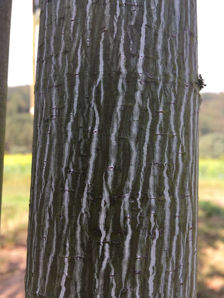 Acer capillipes Roter Schlangenhautahorn