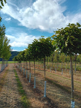 Acer platanoides 'Globosum' Kugelahorn 'Globosum'