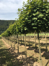 Acer platanoides 'Globosum' Kugelahorn 'Globosum'