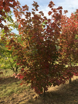 Acer rubrum Rotahorn