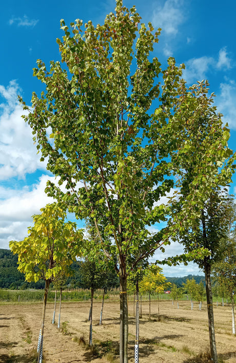Acer rubrum Rotahorn