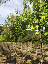Acer rubrum Rotahorn