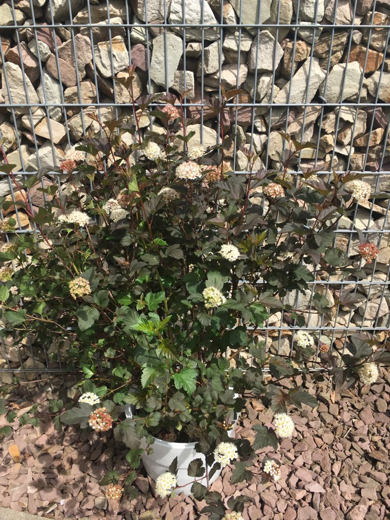 Physocarpus opulifolius 'Diabolo' Blasenspiere 'Diabolo'