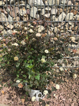 Physocarpus opulifolius 'Diabolo' Blasenspiere 'Diabolo'