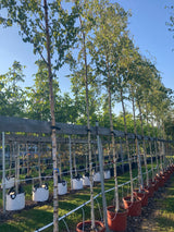 Betula pendula Sandbirke